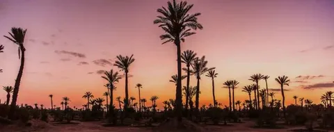 La balade à dos de chameau dans la palmeraie de Marrakech est une expérience inoubliable qui permet de découvrir une facette authentique du Maroc, loin de l'agitation de la médina. À quelques kilomètres de la ville, la palmeraie offre un paysage spectaculaire avec ses rangées de palmiers qui s'étendent à perte de vue. Monter à dos de chameau est l'occasion de plonger dans une atmosphère tranquille et paisible, où l'on peut observer les villages berbères traditionnels et profiter de l'air frais du matin ou de la douceur du soir.